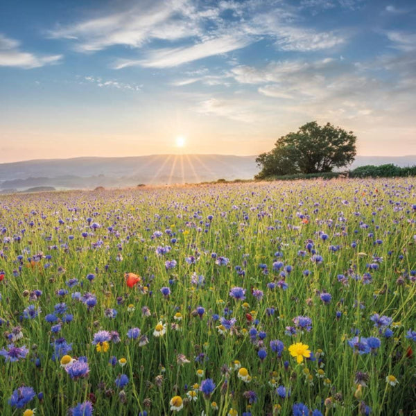Wildflower Meadow birthday greeting card by Abacus Cards featuring colorful wildflowers on the front.