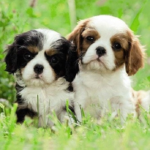 Close-up of a Carte Blanche 3D holographic puppies greeting card featuring adorable puppy illustrations with vibrant colors.