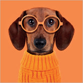 Sausage Dog With Glasses 6 Cards Birthday Card
