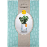 Contemporary Zebra Plant greeting card by Hallmark featuring a stylish zebra plant illustration on a blank card surface.