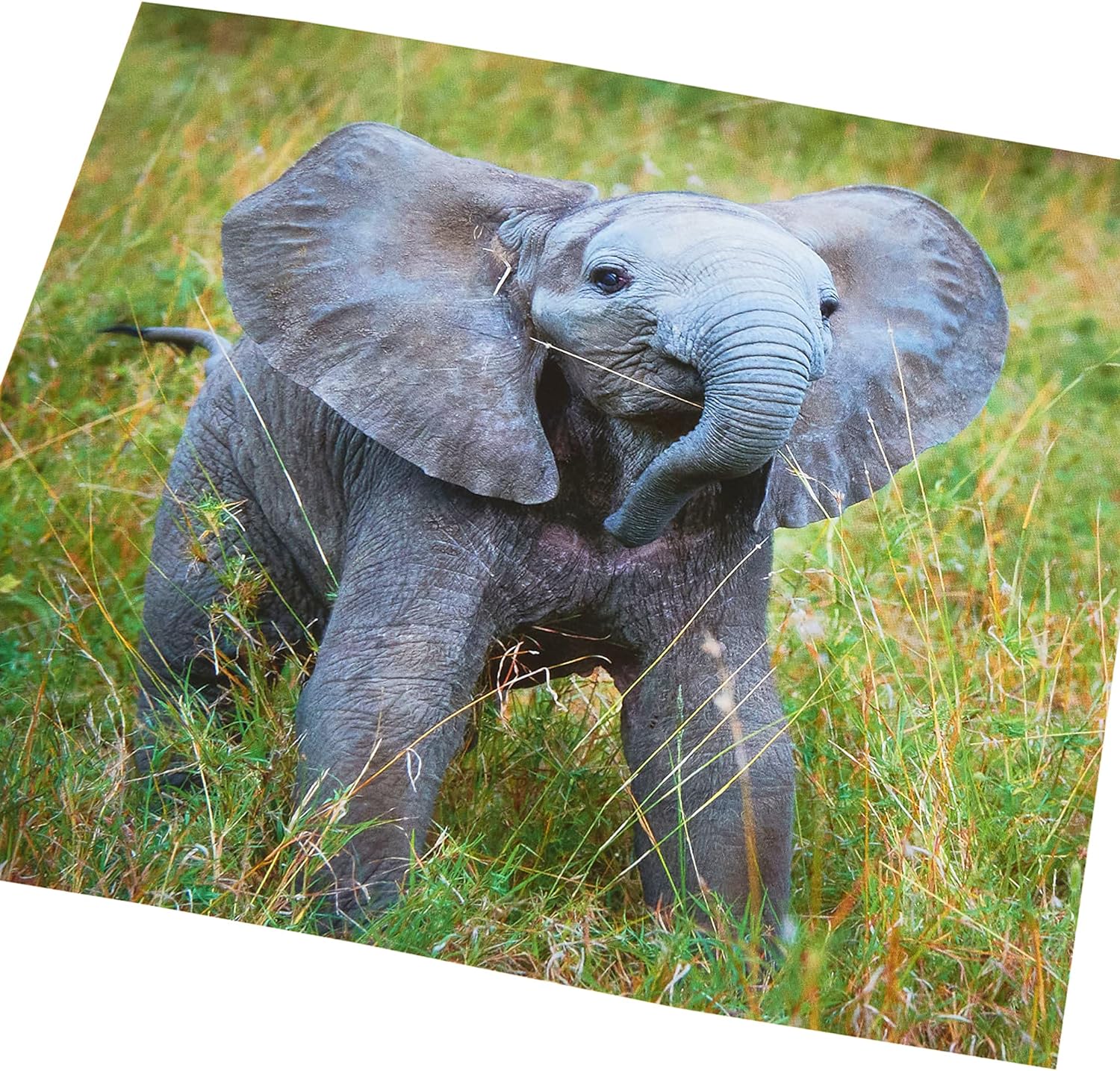Elephant birthday greeting card for him or her by UK Greetings, featuring a colorful illustration of an elephant on the front.