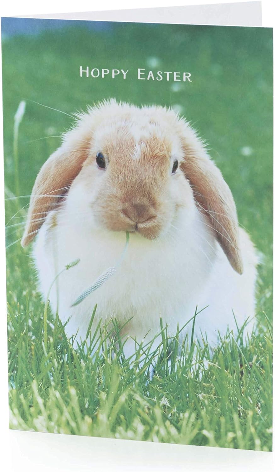 Hoppy Bunny Easter greeting cards by UK Greetings featuring charming photographic bunny images in a 5-pack.