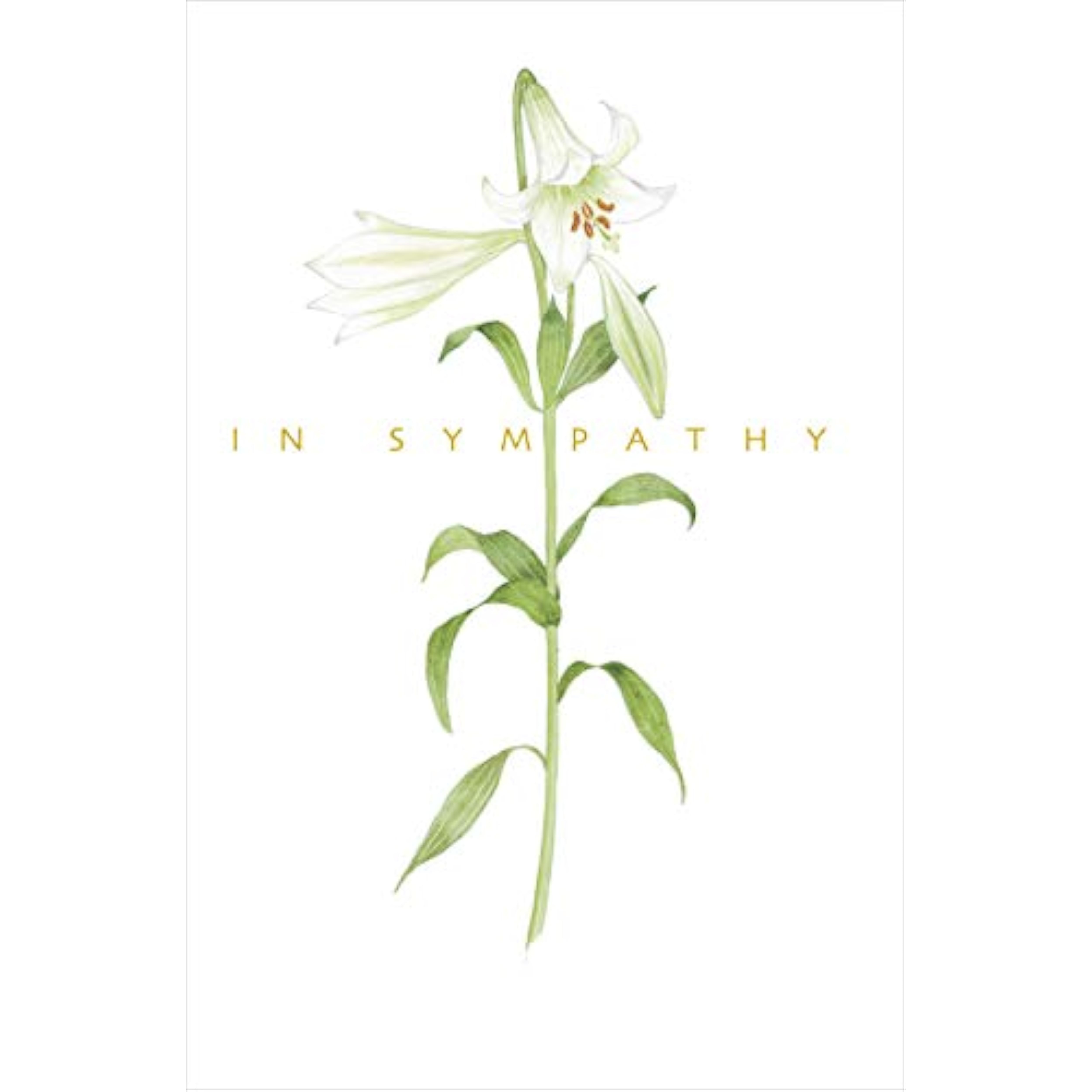 Sympathy Lily Card by UK Greetings, a delicate floral greeting card with a comforting lily design for expressing condolences.