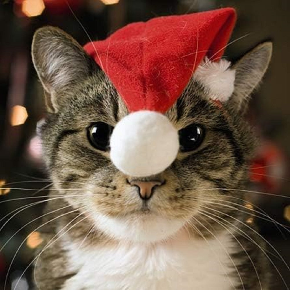 3D Holographic Cat In Xmas Hat Christmas Card