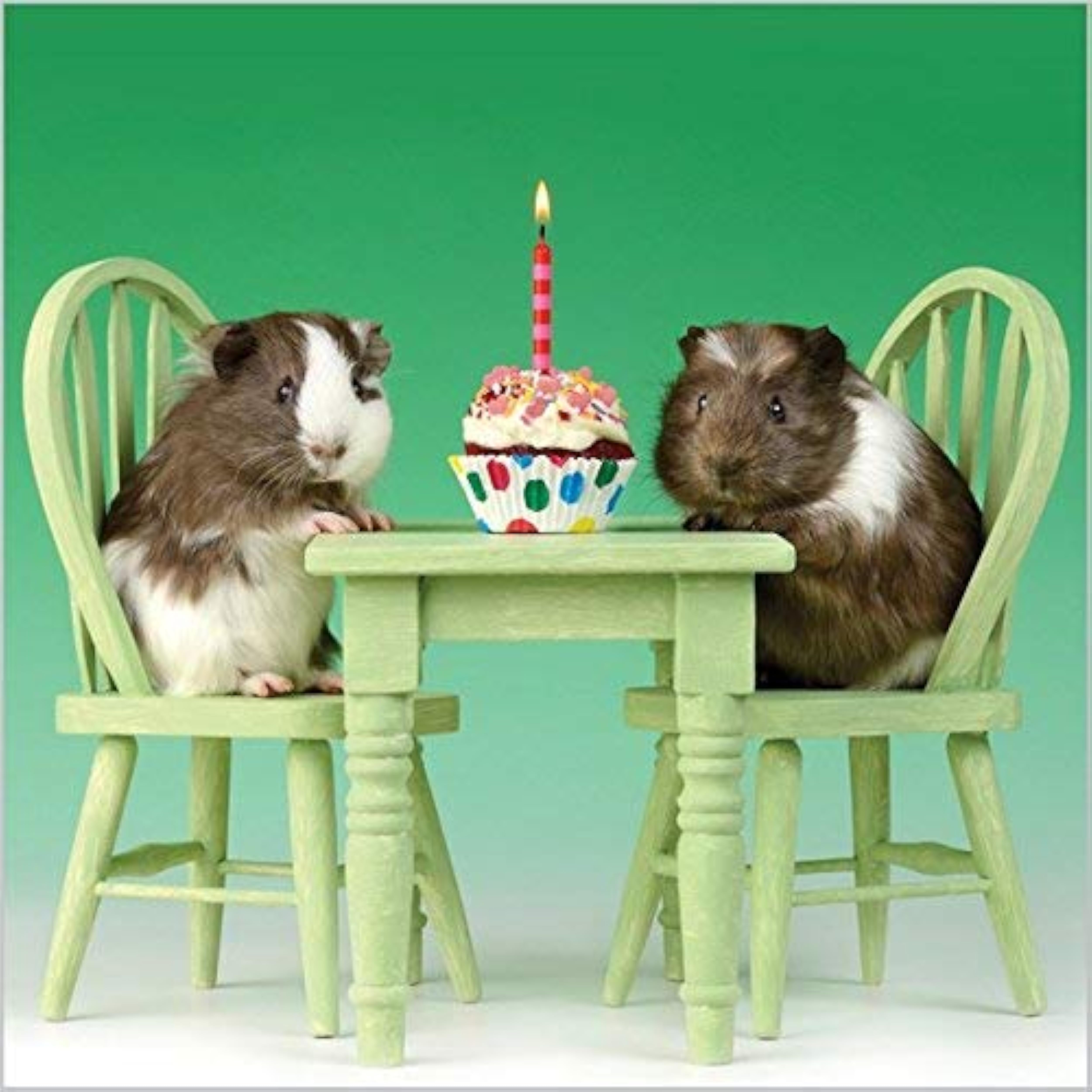 Photographic Guinea Pigs Birthday Card 