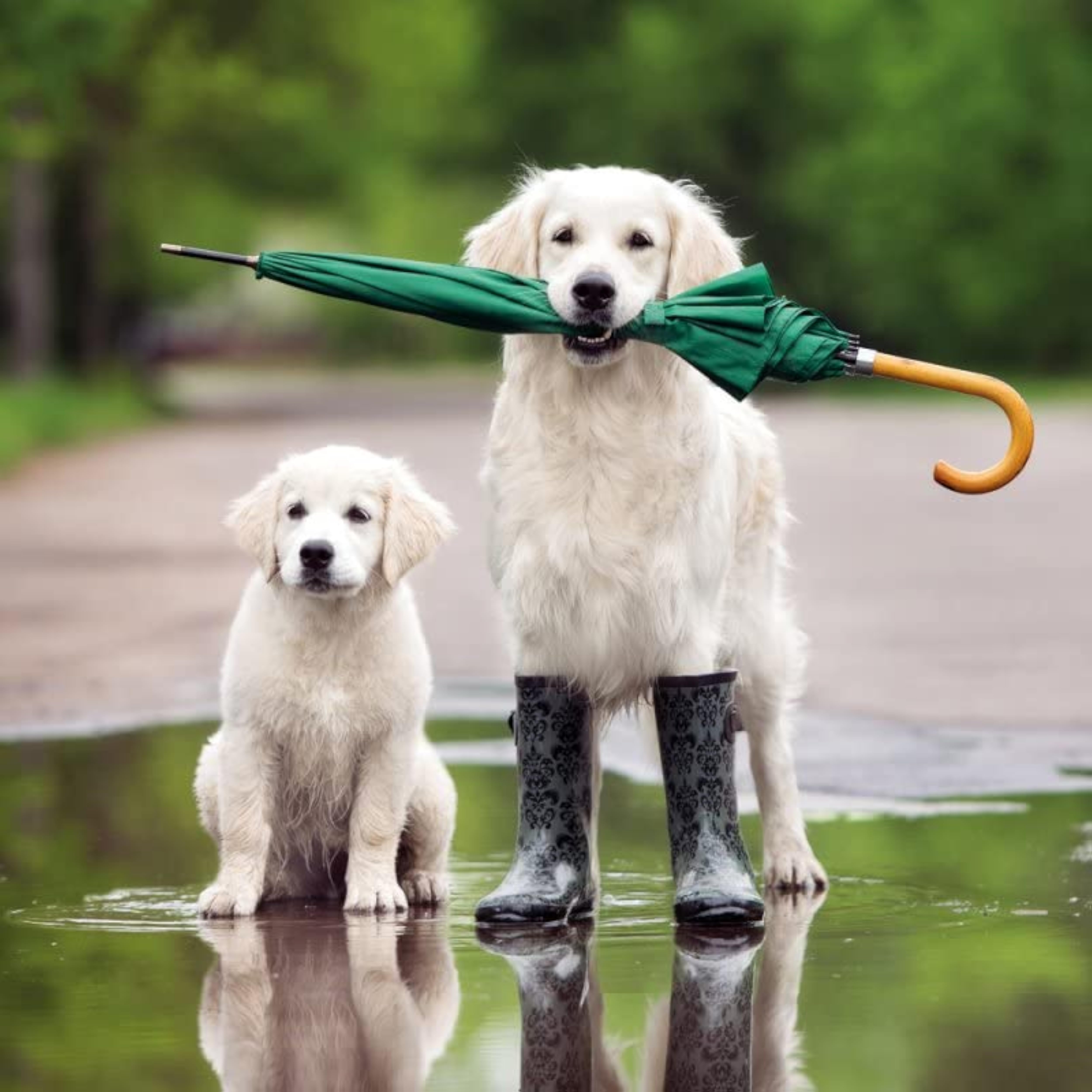 Puddle Pups Retriever and Puppy Birthday Card