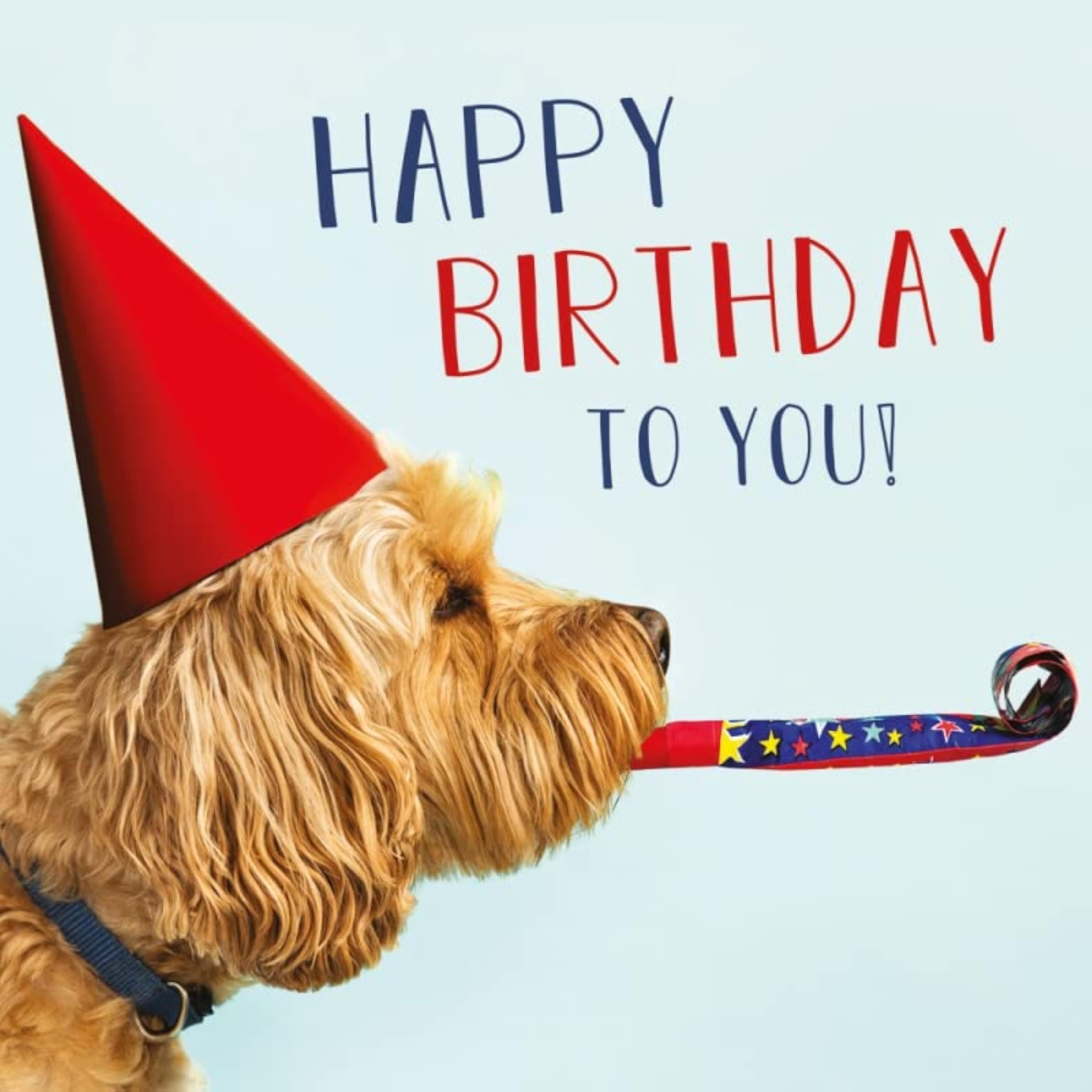 Funny Cockapoo Party Hat birthday greeting card by Abacus Cards featuring a playful dog illustration and colorful design.