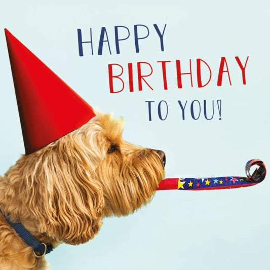 Funny Cockapoo Party Hat birthday greeting card by Abacus Cards featuring a playful dog illustration and colorful design.