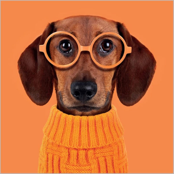 Sausage dog with glasses birthday greeting card featuring six cards from Abacus Cards, ideal for celebrating special occasions.