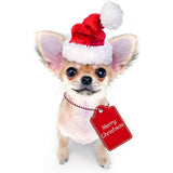 Me to You Up Close 3D Greeting Card Merry Christmas Chihuahua Dog Santa Hat & Tag