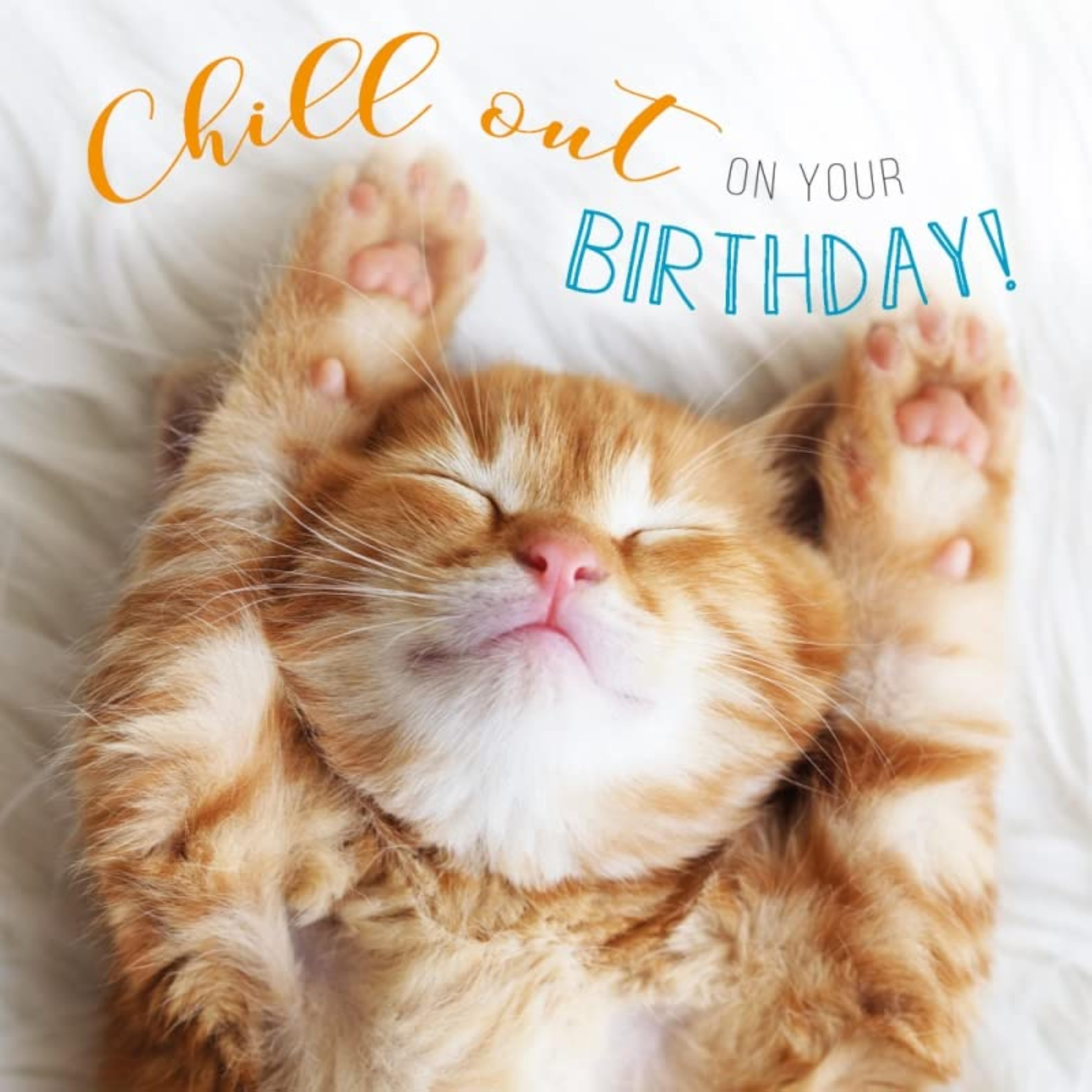 Photographic Cat Chill Out Birthday Card