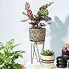 Sass & Belle Nomad black planter with wire stand, modern indoor plant holder for stylish home decor.