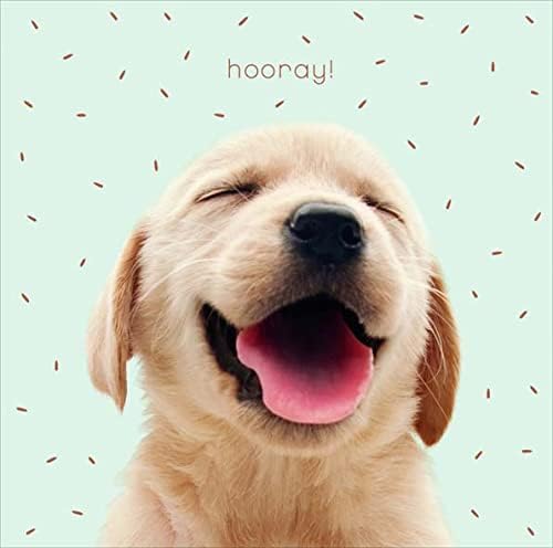 Cute dog friend birthday card from UK Greetings featuring an adorable dog illustration on a blank card for special occasions.