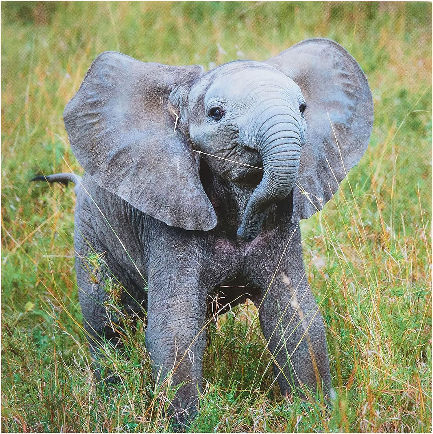 Elephant birthday greeting card for him, her, or friends from UK Greetings featuring a colorful cartoon elephant design.