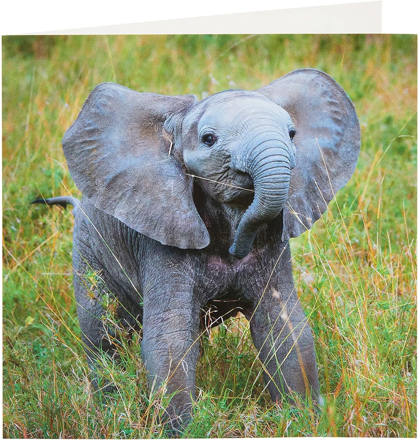 Elephant birthday greeting card for him, her, or friends from UK Greetings featuring a colorful illustrated elephant design.