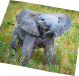 Elephant birthday greeting card for him or her by UK Greetings, featuring a colorful illustration of an elephant on the front.
