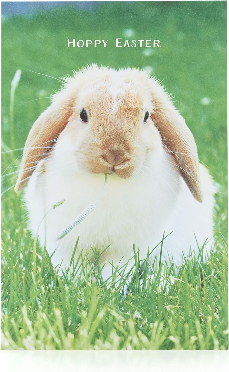 Photographic greeting cards featuring Hoppy Bunny Easter designs from UK Greetings, displayed in a 5-pack set.