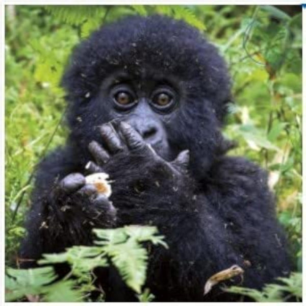 UKG Mountain Gorilla greeting card featuring a photographic image of a mountain gorilla on a blank card for sending messages.